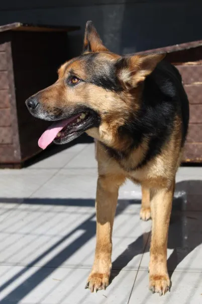 Pies do adopcji, Bełchatów, 4 marca 2024 (3/4)