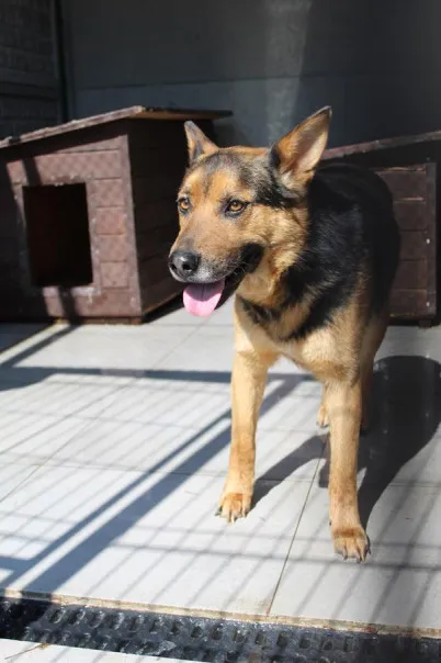 Pies do adopcji, Bełchatów, 4 marca 2024 (4/4)