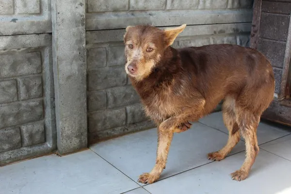 Pies do adopcji, Bełchatów, 27 stycznia 2025 (1/5)