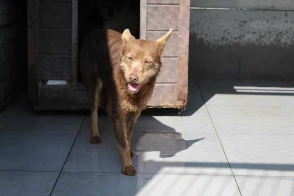 Pies do adopcji, Bełchatów, 27 stycznia 2025 (2/5)