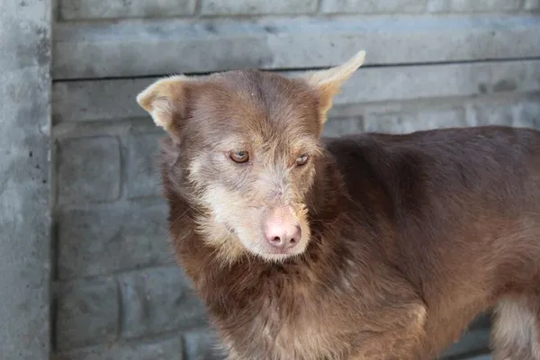 Pies do adopcji, Bełchatów, 27 stycznia 2025 (3/5)