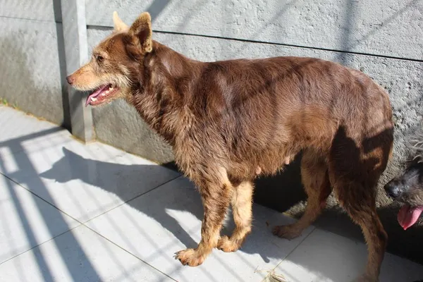 Pies do adopcji, Bełchatów, 27 stycznia 2025 (5/5)