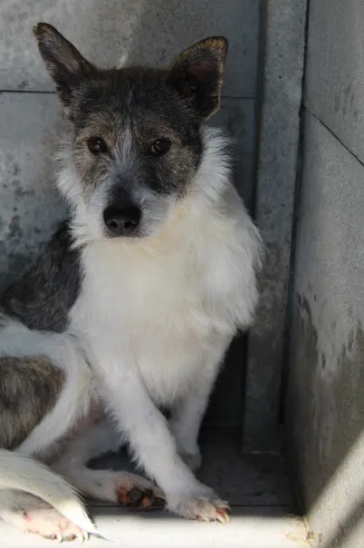 Pies do adopcji, Bełchatów, 20 grudnia 2024 (1/5)