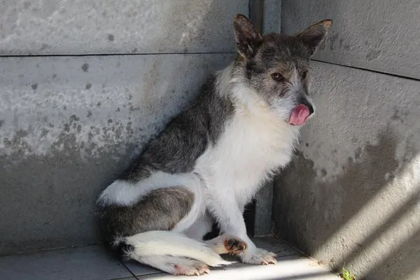 Pies do adopcji, Bełchatów, 20 grudnia 2024 (4/5)