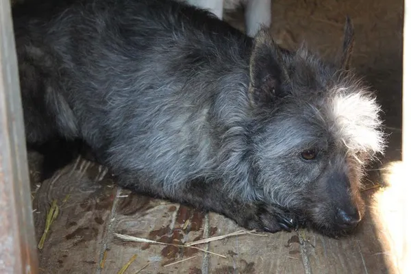 Pies do adopcji, Bełchatów, 20 grudnia 2024 (1/4)