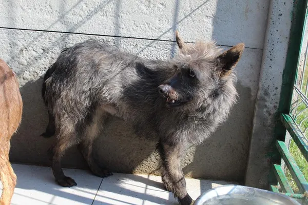 Pies do adopcji, Bełchatów, 20 grudnia 2024 (2/4)