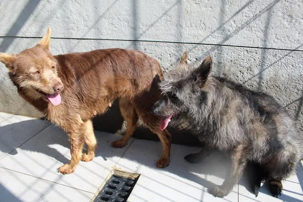 Pies do adopcji, Bełchatów, 20 grudnia 2024 (3/4)