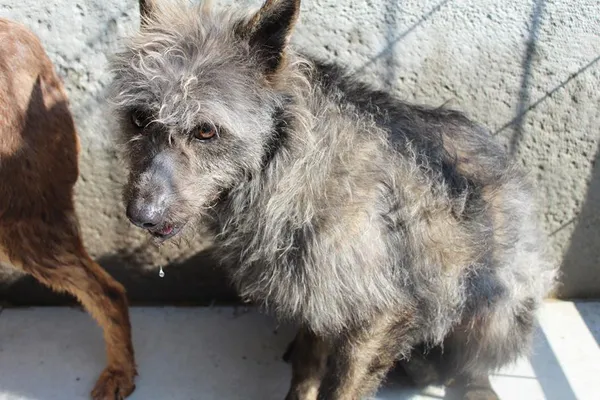 Pies do adopcji, Bełchatów, 20 grudnia 2024 (4/4)