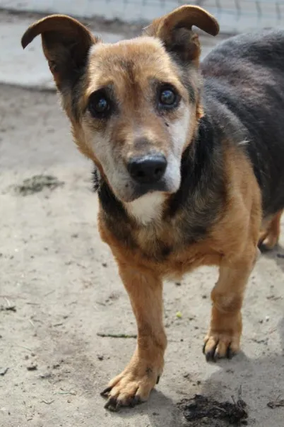 Pies do adopcji, Bełchatów, 7 lutego 2025 (1/5)