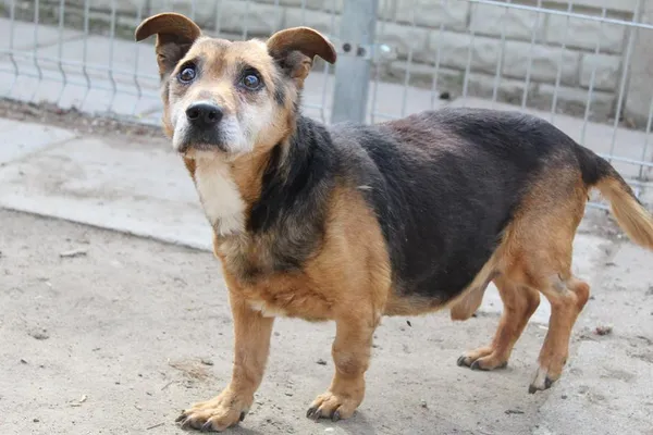 Pies do adopcji, Bełchatów, 7 lutego 2025 (2/5)