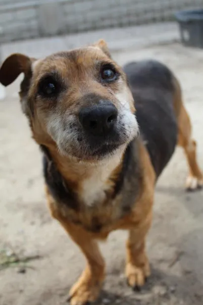 Pies do adopcji, Bełchatów, 7 lutego 2025 (3/5)