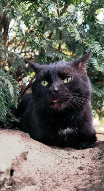 Kot do adopcji, Piła, 1 marca 2025