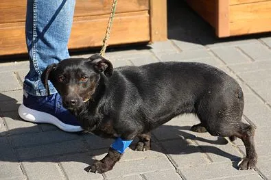 Pies do adopcji, Oborniki, 20 marca 2025 (1/5)