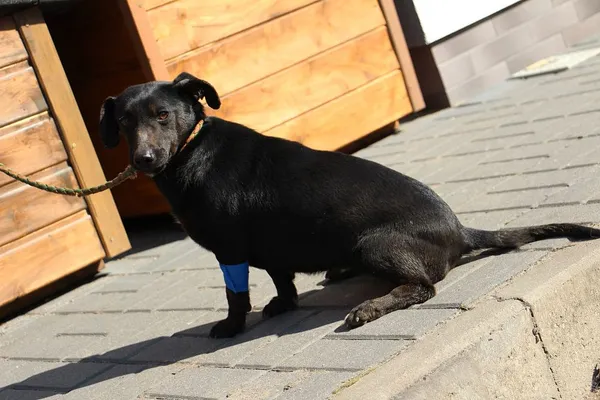 Pies do adopcji, Oborniki, 20 marca 2025 (2/5)