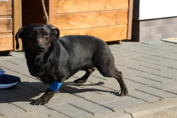 Pies do adopcji, Oborniki, 20 marca 2025 (3/5)