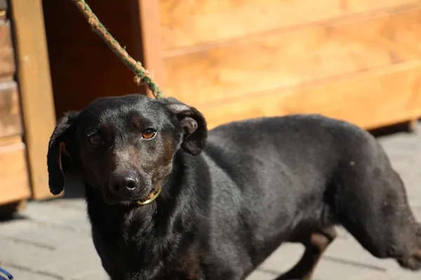 Pies do adopcji, Oborniki, 20 marca 2025 (4/5)