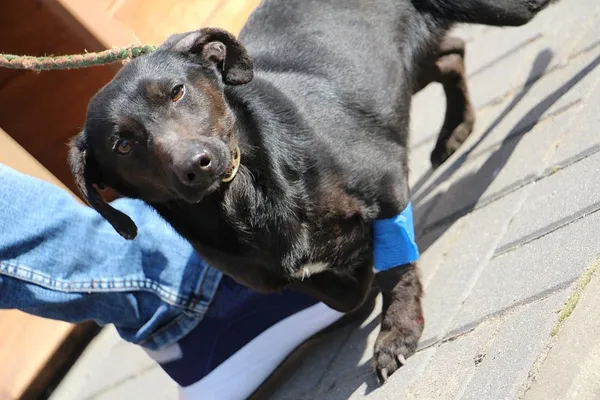 Pies do adopcji, Oborniki, 20 marca 2025 (5/5)