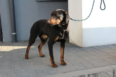 Pies do adopcji, Oborniki, 27 marca 2025 (1/3)