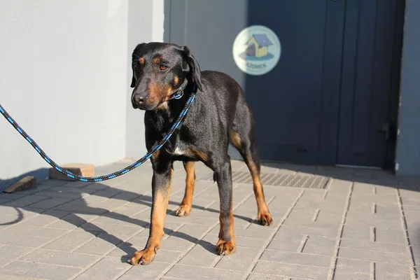 Pies do adopcji, Oborniki, 27 marca 2025 (2/3)