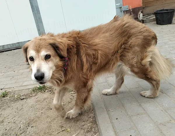 Pies do adopcji, Oborniki, 25 marca 2025 (2/5)