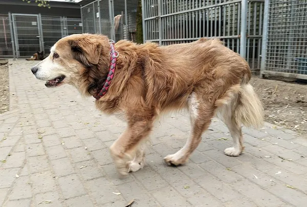 Pies do adopcji, Oborniki, 25 marca 2025 (3/5)