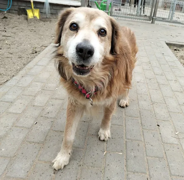 Pies do adopcji, Oborniki, 25 marca 2025 (4/5)