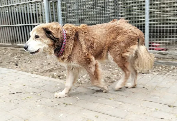 Pies do adopcji, Oborniki, 25 marca 2025 (5/5)