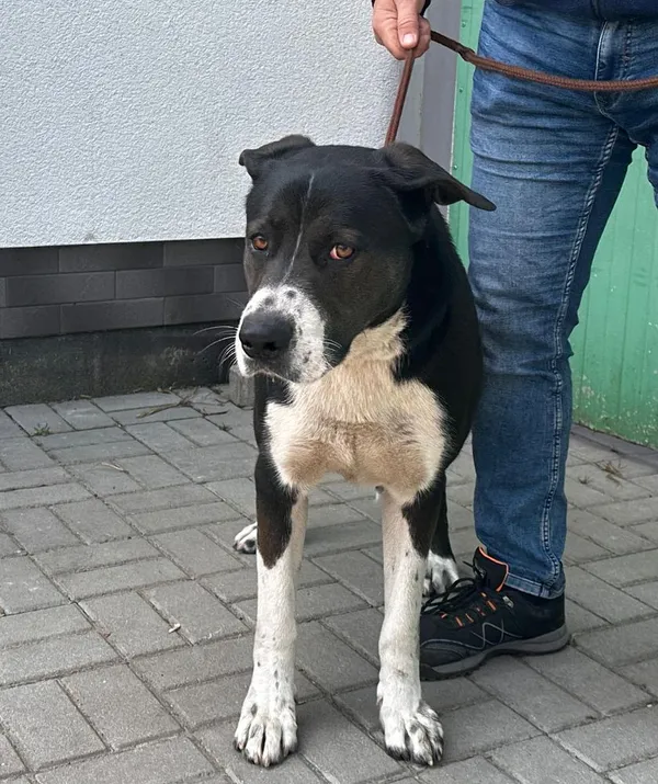 Pies do adopcji, Oborniki, 24 marca 2025 (5/5)