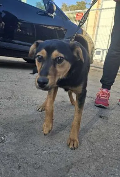 Pies do adopcji, Oborniki, 20 marca 2025 (1/5)