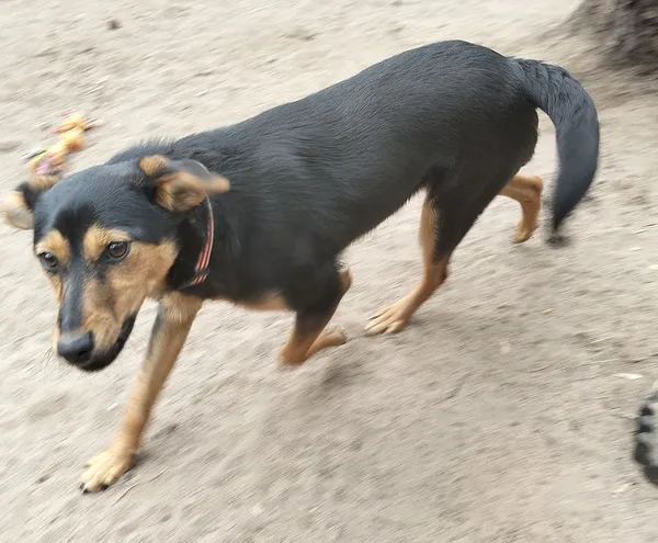 Pies do adopcji, Oborniki, 20 marca 2025 (2/5)