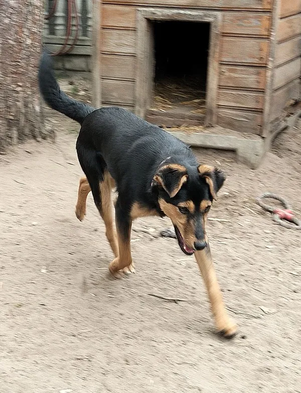 Pies do adopcji, Oborniki, 20 marca 2025 (3/5)