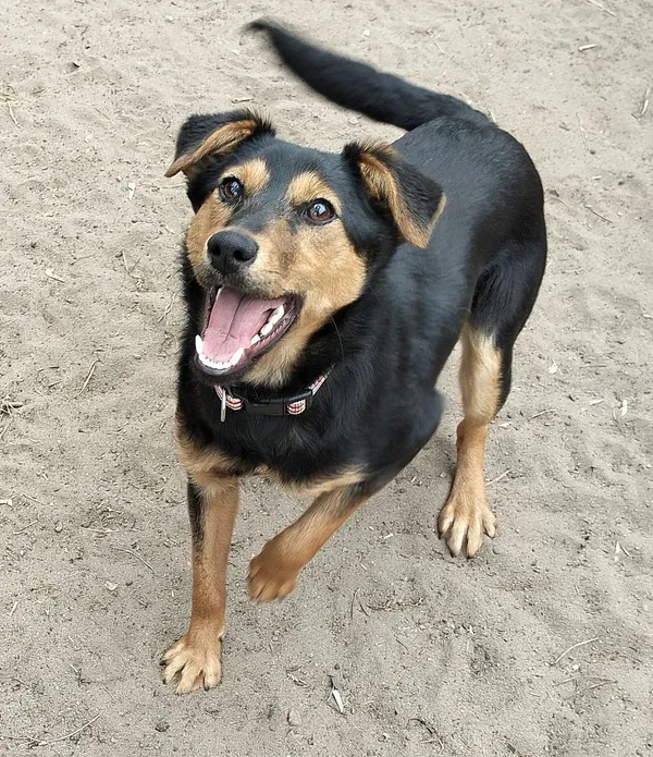 Pies do adopcji, Oborniki, 20 marca 2025 (4/5)