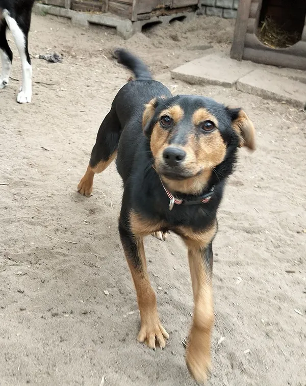 Pies do adopcji, Oborniki, 20 marca 2025 (5/5)