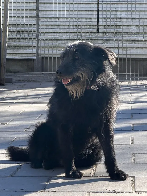 Pies do adopcji, Oborniki, 20 marca 2025 (3/5)