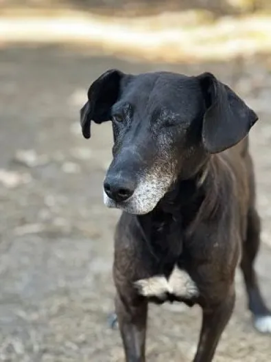 Pies do adopcji, Oborniki, 19 marca 2025 (1/5)