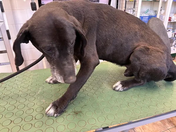 Pies do adopcji, Oborniki, 19 marca 2025 (2/5)