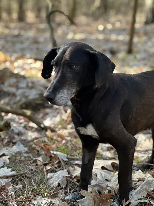 Pies do adopcji, Oborniki, 19 marca 2025 (3/5)