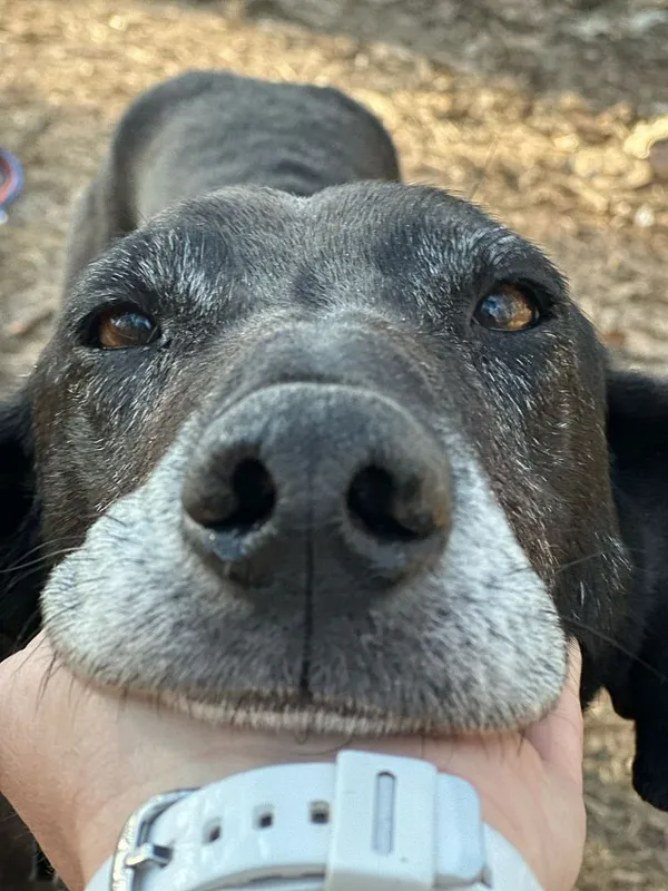 Pies do adopcji, Oborniki, 19 marca 2025 (4/5)