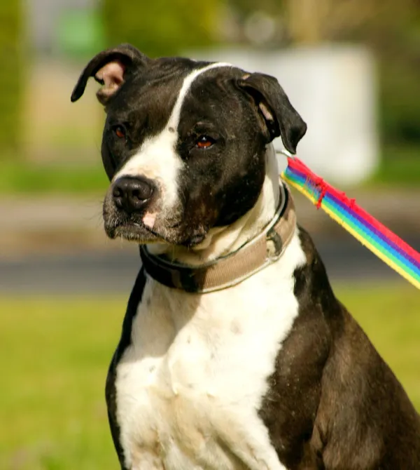 Pies do adopcji, Konin, 13 marca 2025 (1/5)