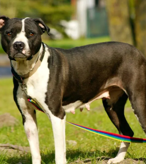 Pies do adopcji, Konin, 13 marca 2025 (3/5)