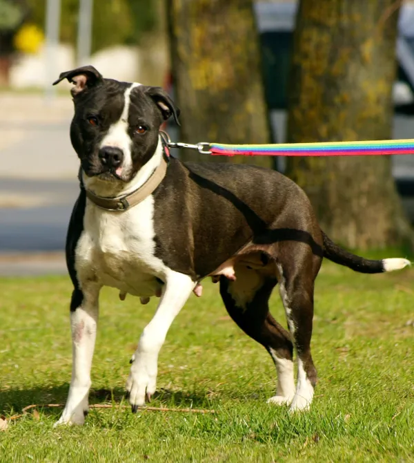 Pies do adopcji, Konin, 13 marca 2025 (5/5)