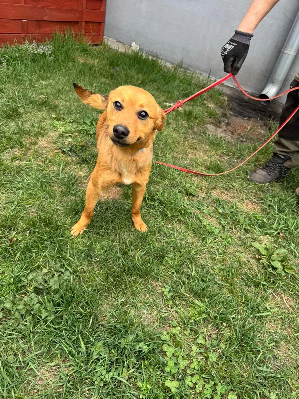 Znaleziono psa, Czartki, 16 kwietnia 2025