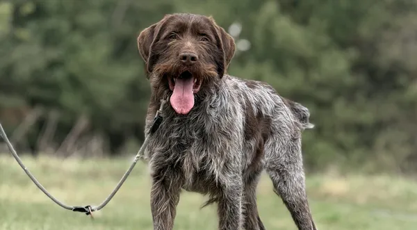 Pies do adopcji, Pieczyska, 15 kwietnia 2025 (1/5)