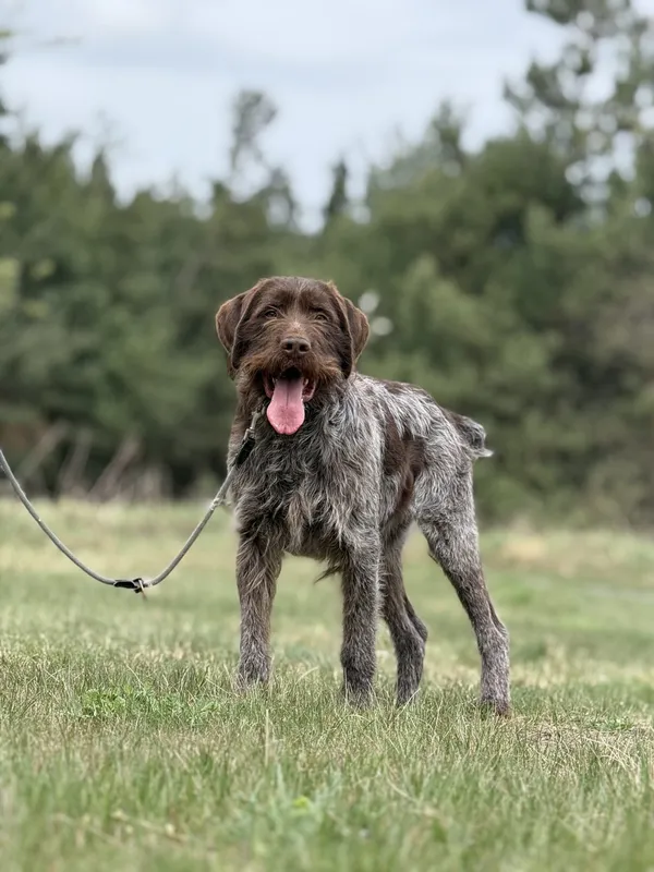 Pies do adopcji, Pieczyska, 15 kwietnia 2025 (2/5)