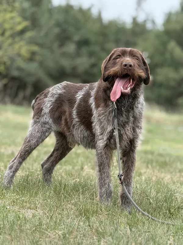 Pies do adopcji, Pieczyska, 15 kwietnia 2025 (3/5)