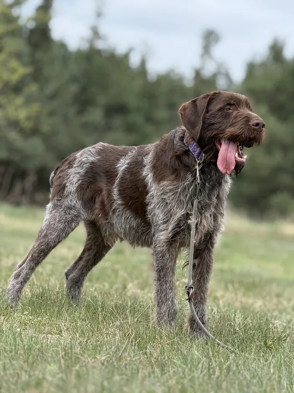 Pies do adopcji, Pieczyska, 15 kwietnia 2025 (4/5)