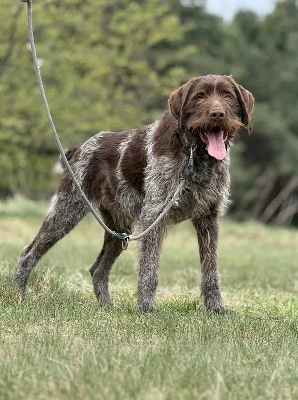 Pies do adopcji, Pieczyska, 15 kwietnia 2025 (5/5)