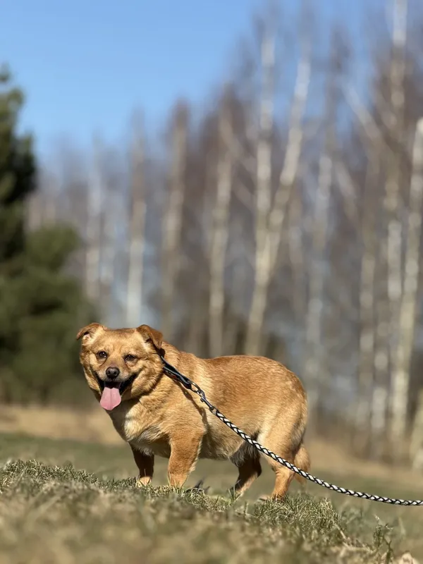 Pies do adopcji, Pieczyska, 15 kwietnia 2025 (3/4)