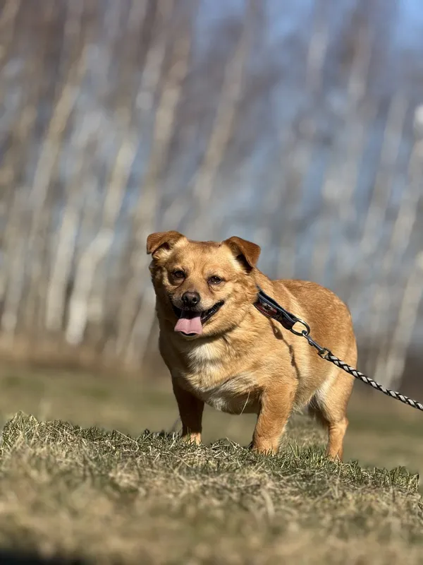 Pies do adopcji, Pieczyska, 15 kwietnia 2025 (4/4)