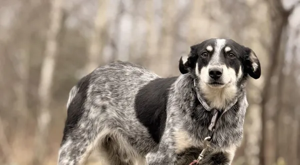 Pies do adopcji, Pieczyska, 15 kwietnia 2025 (1/5)